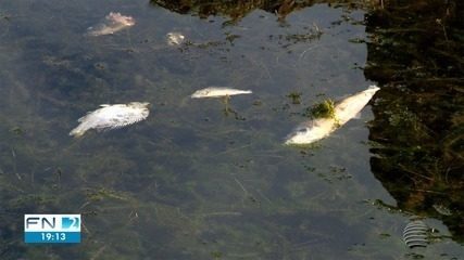 Morte de peixes assusta pescadores após diminuição de vazão de usina
