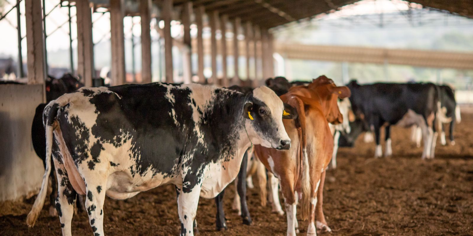 Vendas de carne bovina à China são suspensas após caso de vaca louca