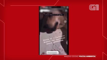 Cachorro foi castrado em uma república de estudantes universitários Cachorro foi castrado em uma república de estudantes universitários