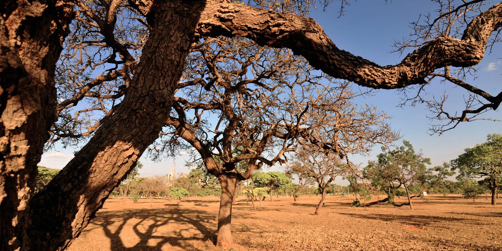 No Cerrado, 24 municípios concentram metade do desmatamento