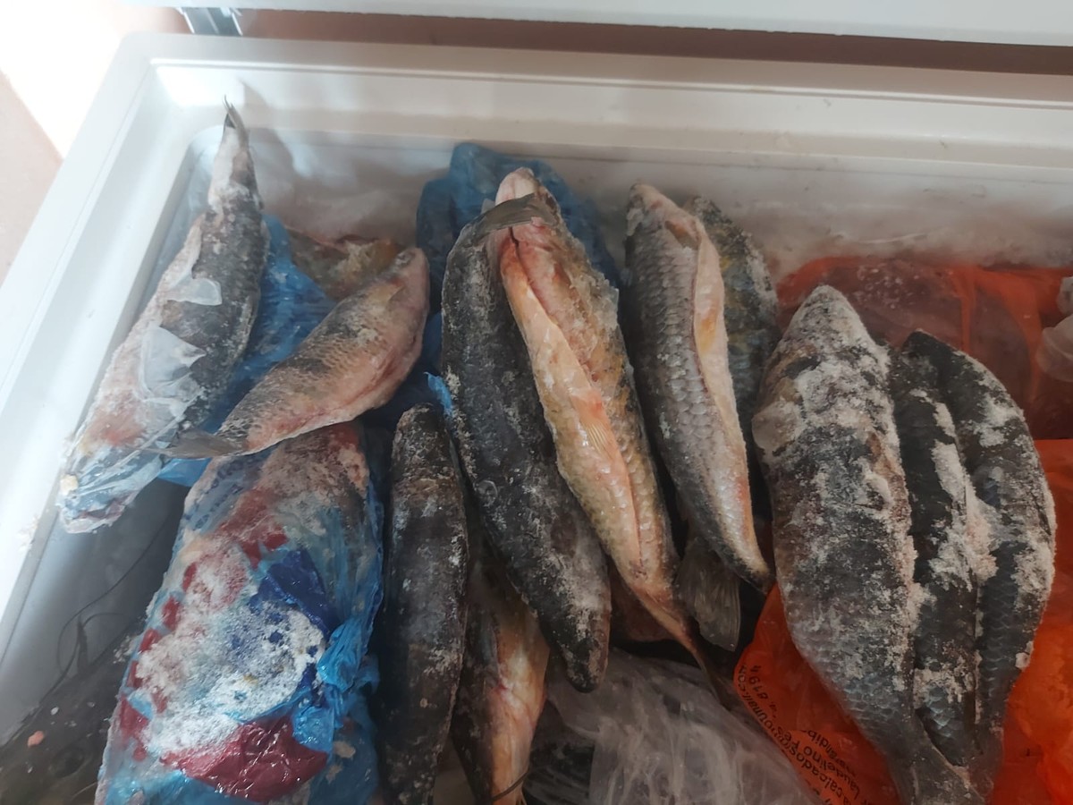 Homem é autuado em R$ 2,6 mil por armazenar 80 kg de peixes sem declaração de estoque em Narandiba