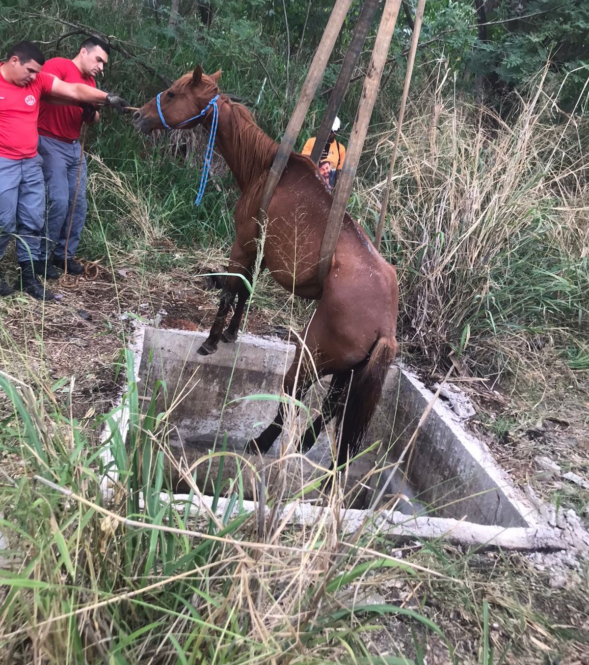 Cavalo cai em fossa e é resgatado por equipe do Corpo de Bombeiros, em Presidente Prudente