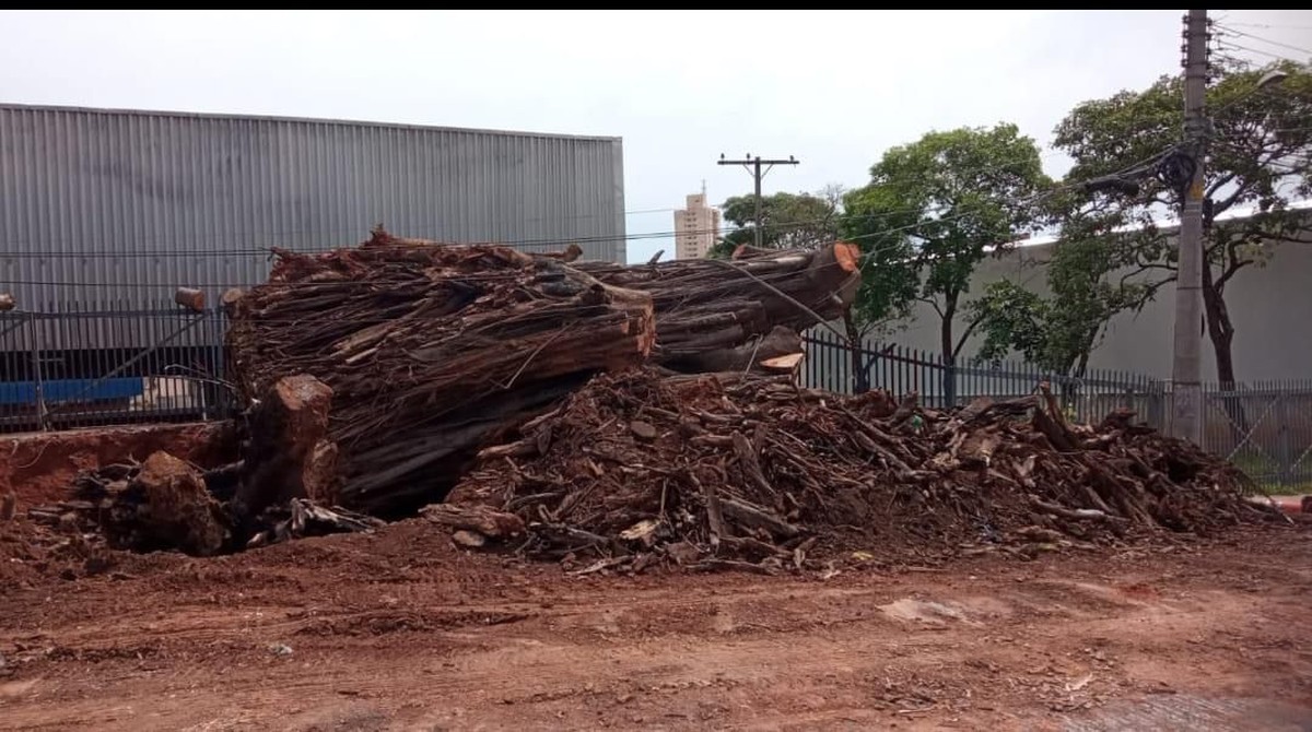 Prefeitura de Presidente Prudente termina erradicação de figueira centenária, localizada ao lado do PUM
