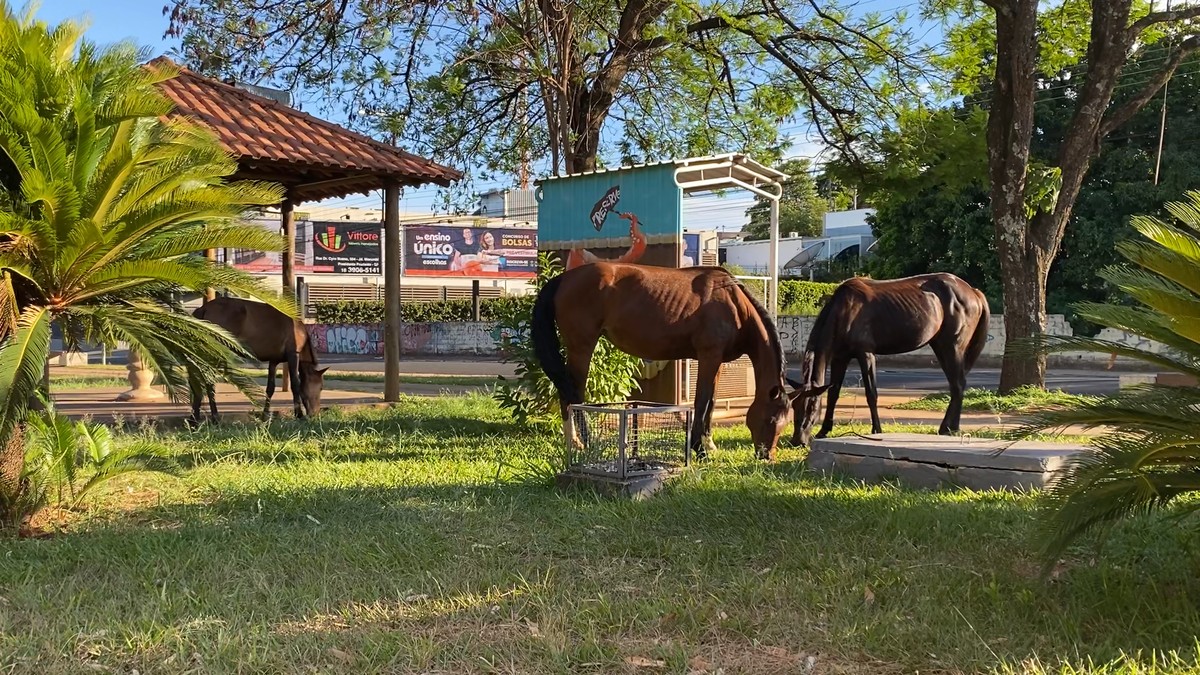 Cavalos são flagrados próximos ao fluxo de carros, no Parque do Povo, em Presidente Prudente