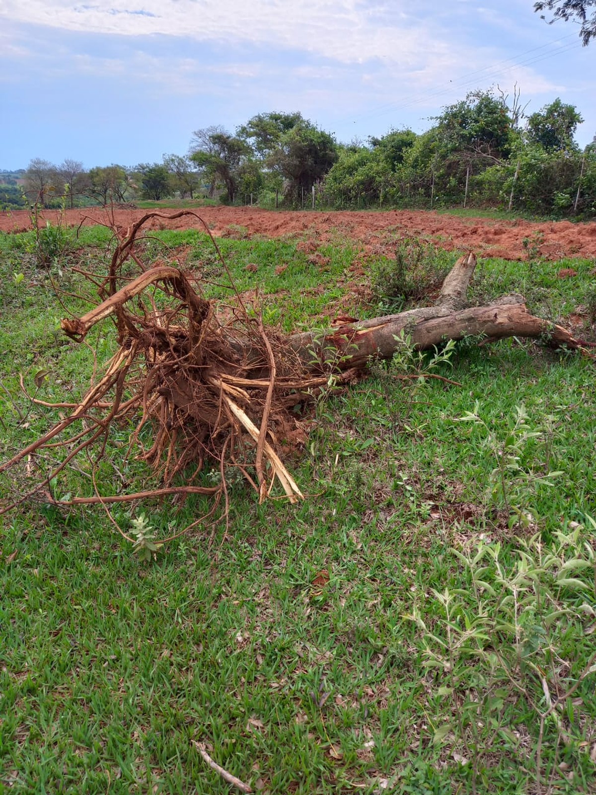 Sitiante é multado em R$ 1,2 mil pelo corte de quatro árvores nativas, em Rancharia