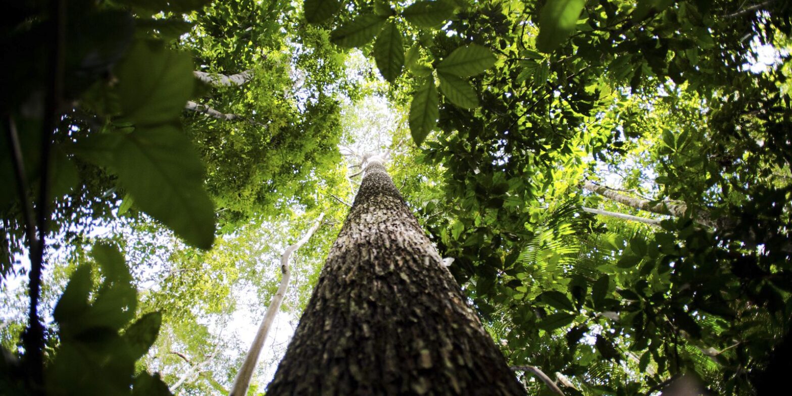 Brasil, Indonésia e Congo unem-se para preservar florestas tropicais