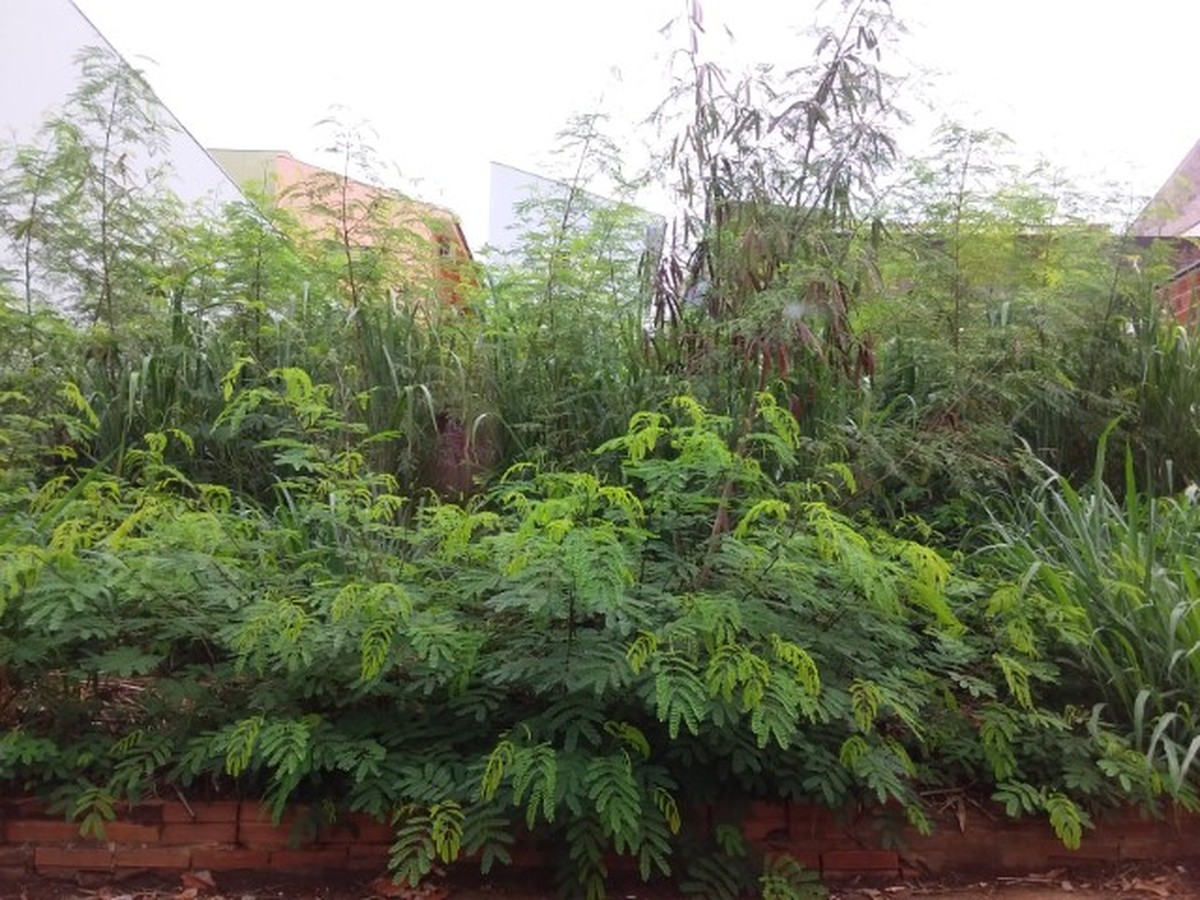 Em um mês, fiscalização faz mais de 2,4 mil notificações de limpeza de terrenos e calçadas em Presidente Prudente