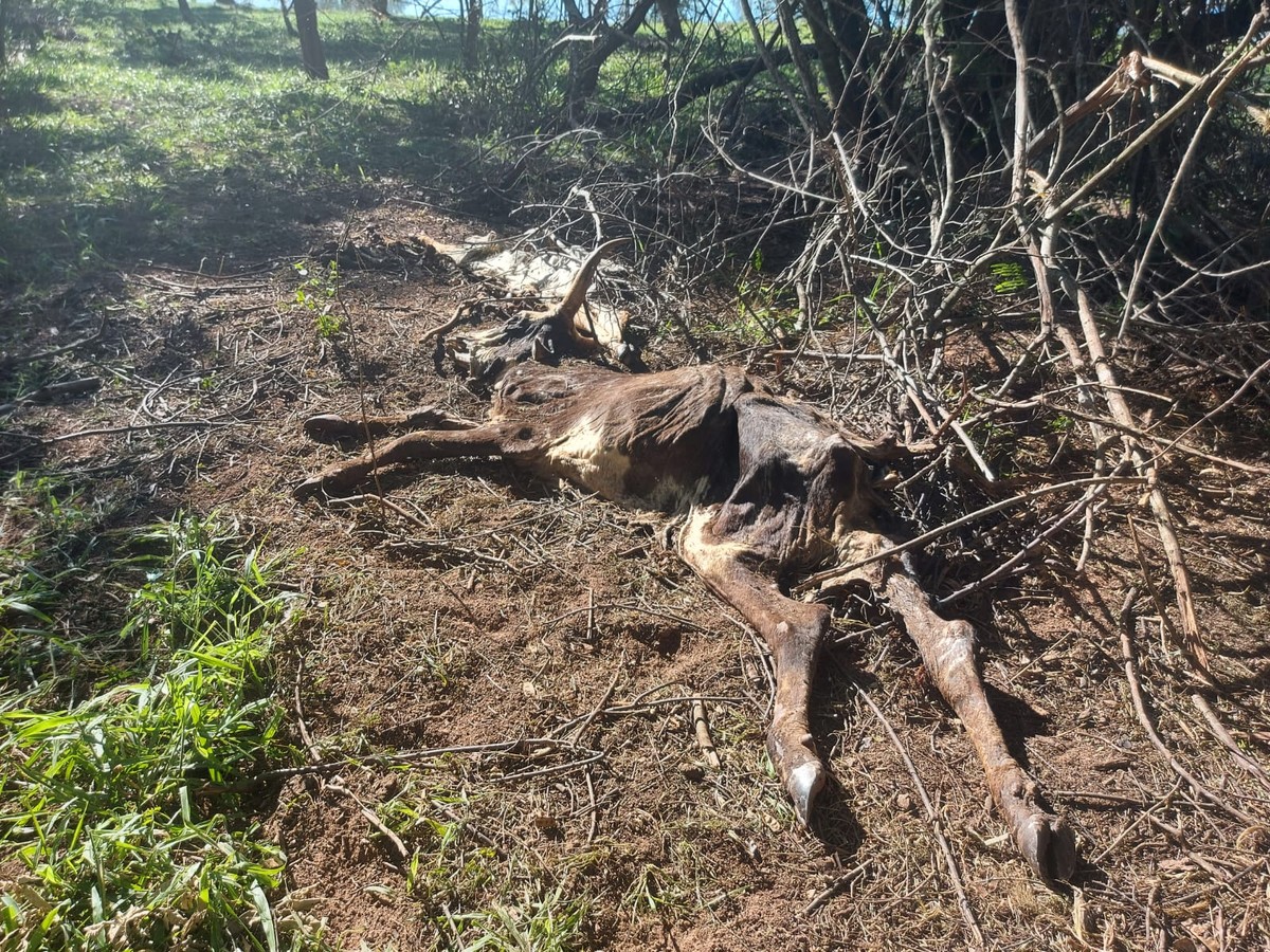 Fazendeiro leva multa de mais de R$ 300 mil por maus-tratos a rebanho de 72 bovinos em Iepê