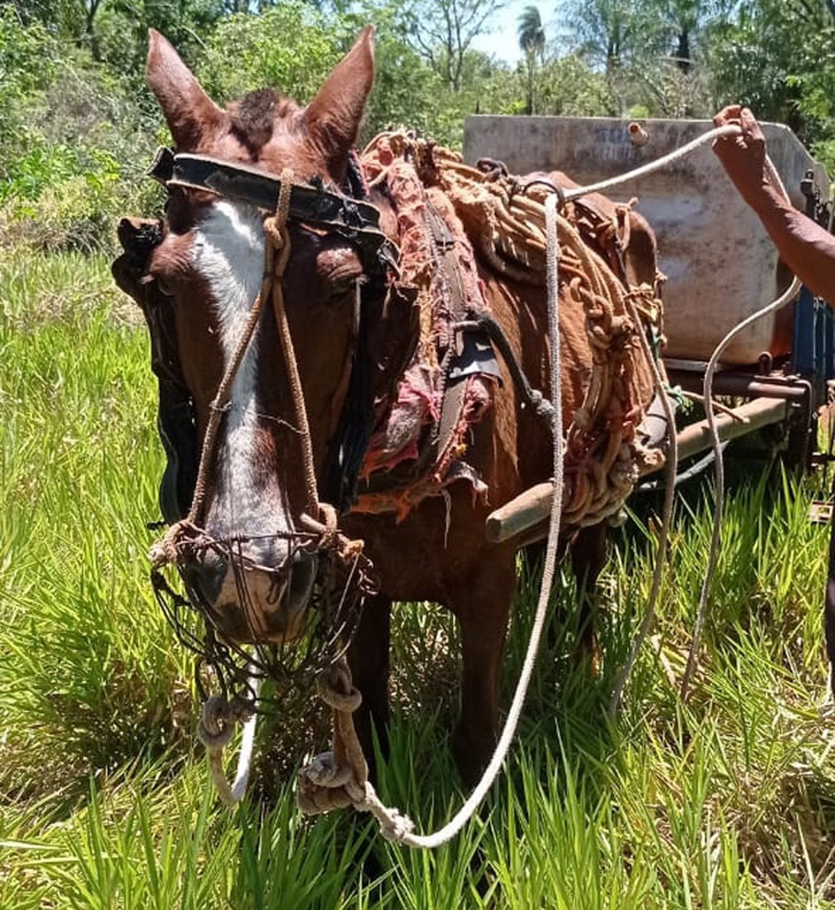 Flagrante de maus-tratos a égua prenha rende multa de R$ 3 mil a sitiante em Rosana
