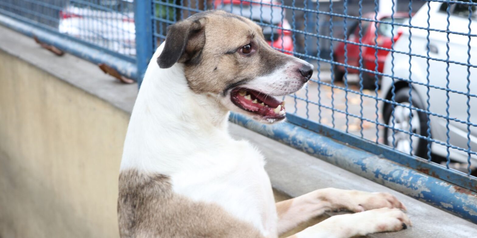 Brasília ganha delegacia de repressão a crimes contra animais