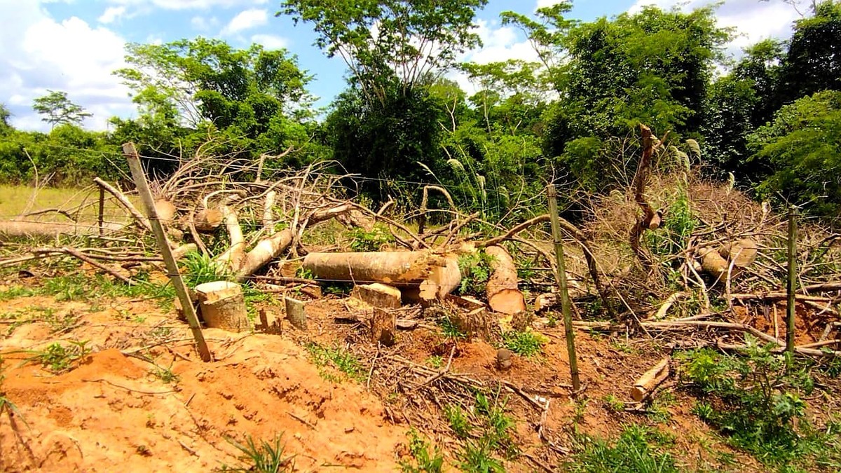 Idoso é multado em R$ 76,7 mil pelo corte de mais de 200 árvores nativas em Presidente Prudente