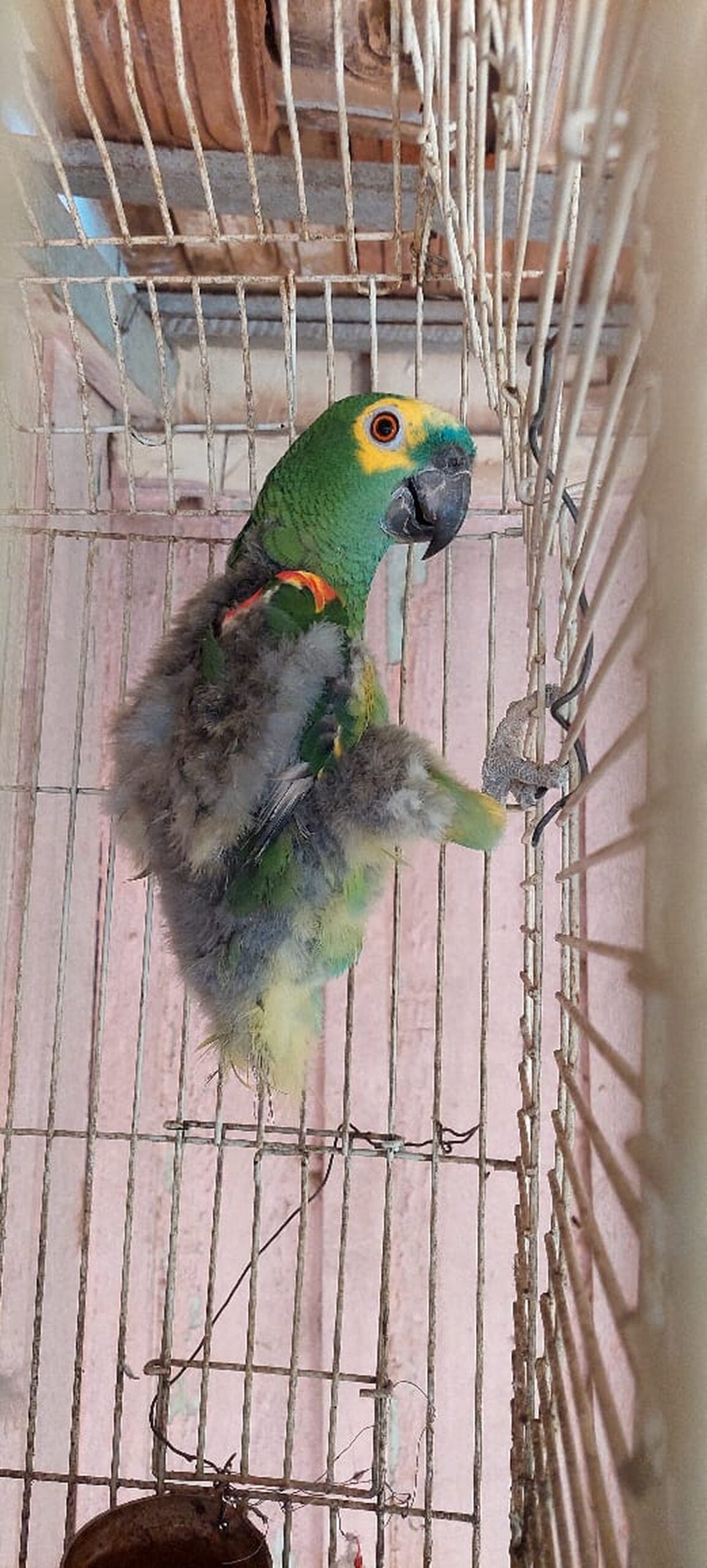 Morador de Pirapozinho leva multas que totalizam R$ 3,5 mil por manter papagaio em cativeiro e com sinais de maus-tratos