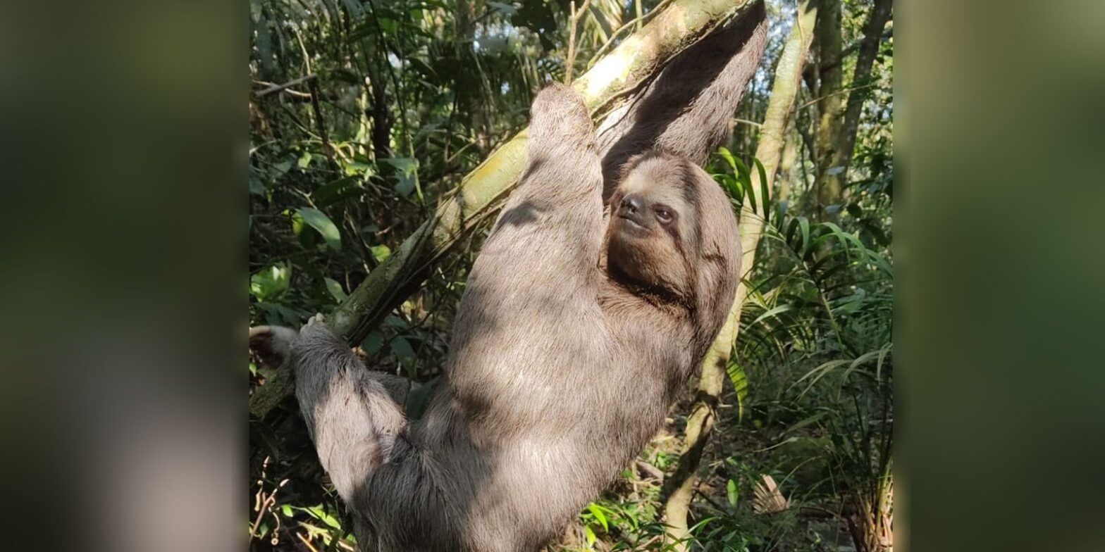 Parque Nacional da Tijuca abriga maior preguiça em floresta urbana