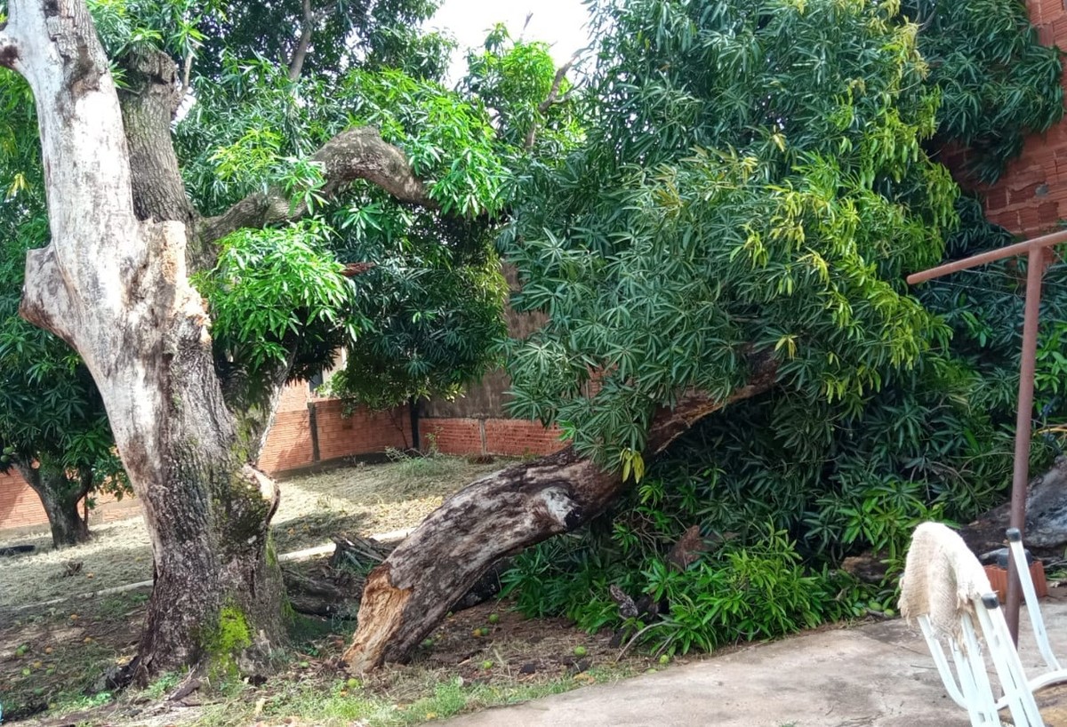 Ventos de 60 km/h derrubam árvores e provocam rompimento de cabos de energia em cidades da região