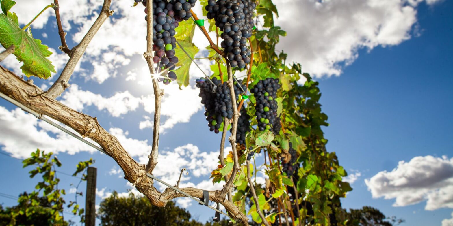 Vinhos do Vale do São Francisco recebem selo de indicação geográfica