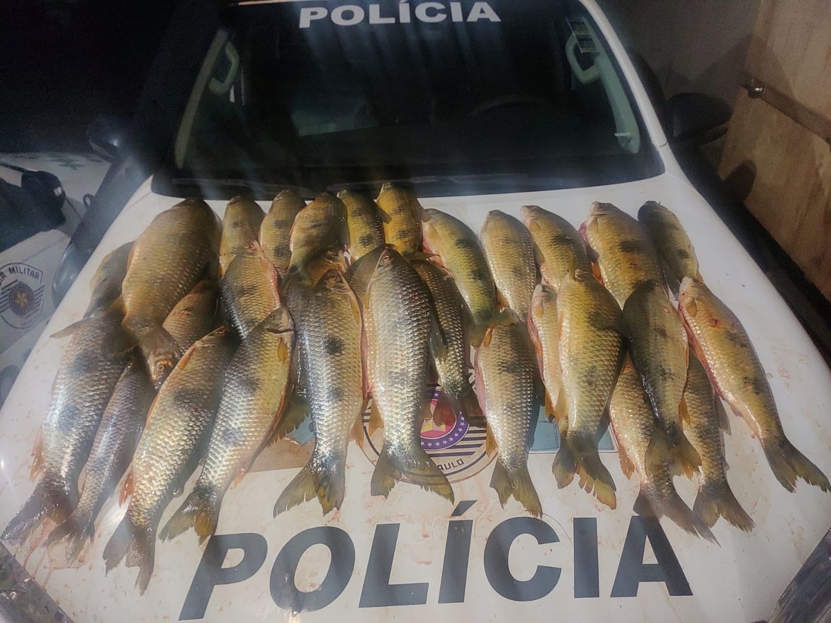 Pescador é autuado em R$ 1,9 mil por transportar 45 quilos de peixes da espécie piapara, em Paulicéia