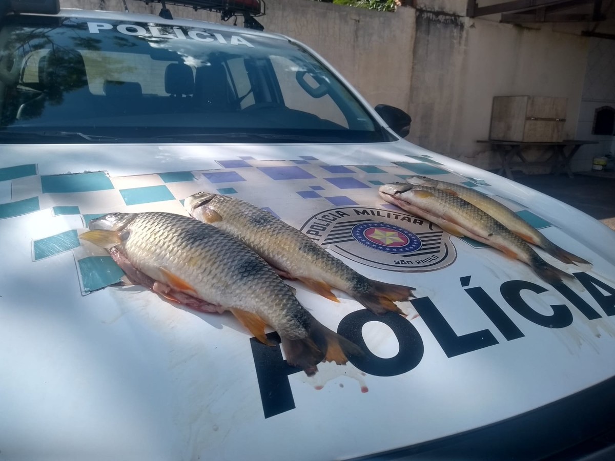 Homem é multado em mais de R$ 1 mil por transportar peixes nativos na Rodovia Comandante João Ribeiro de Barros, em Santa Mercedes
