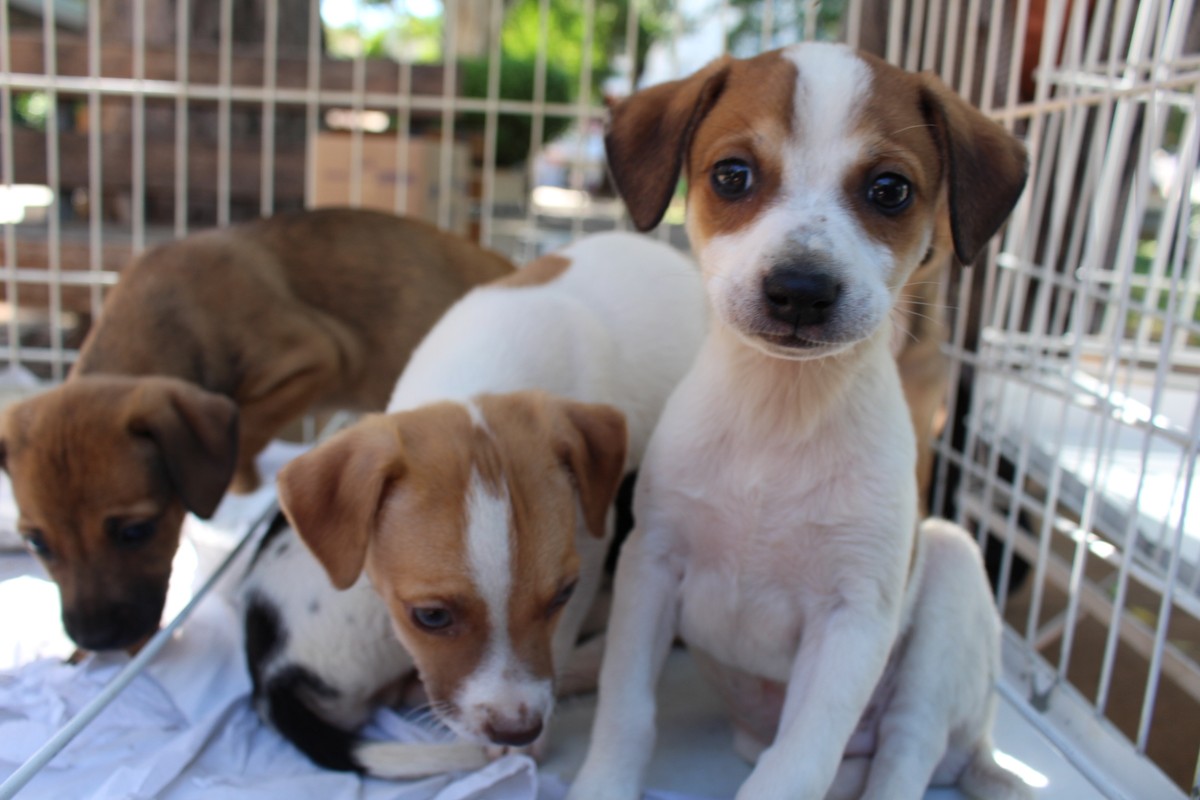 Feira de adoção de cachorros é realizada na Praça Nove de Julho, em Presidente Prudente