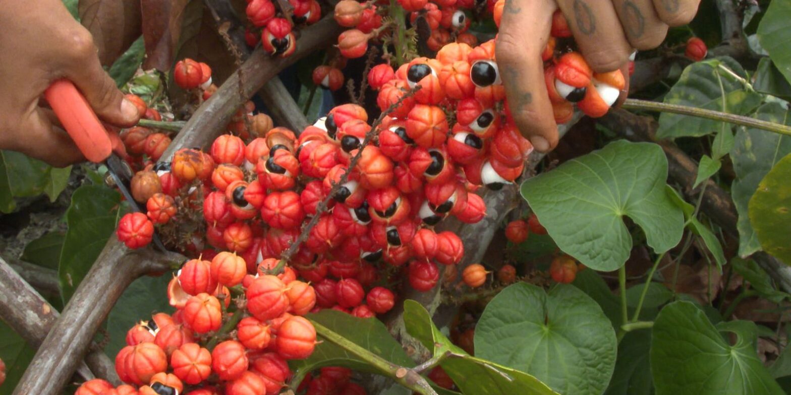 Produção de guaraná de Maués alia tradição e qualidade na Amazônia
