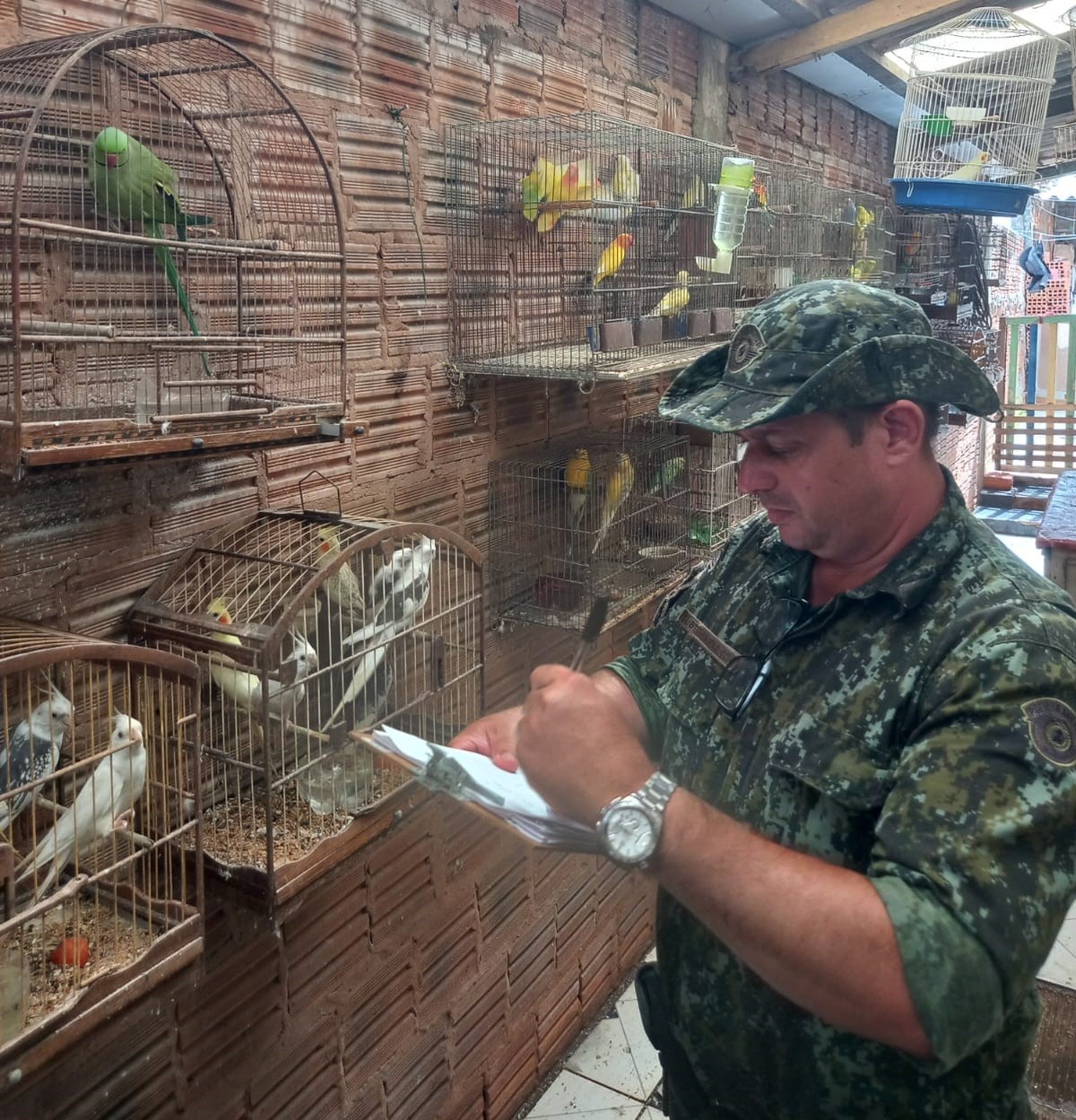 Homem é multado em mais de R$ 13 mil por manter aves exóticas em cativeiro, em Rancharia