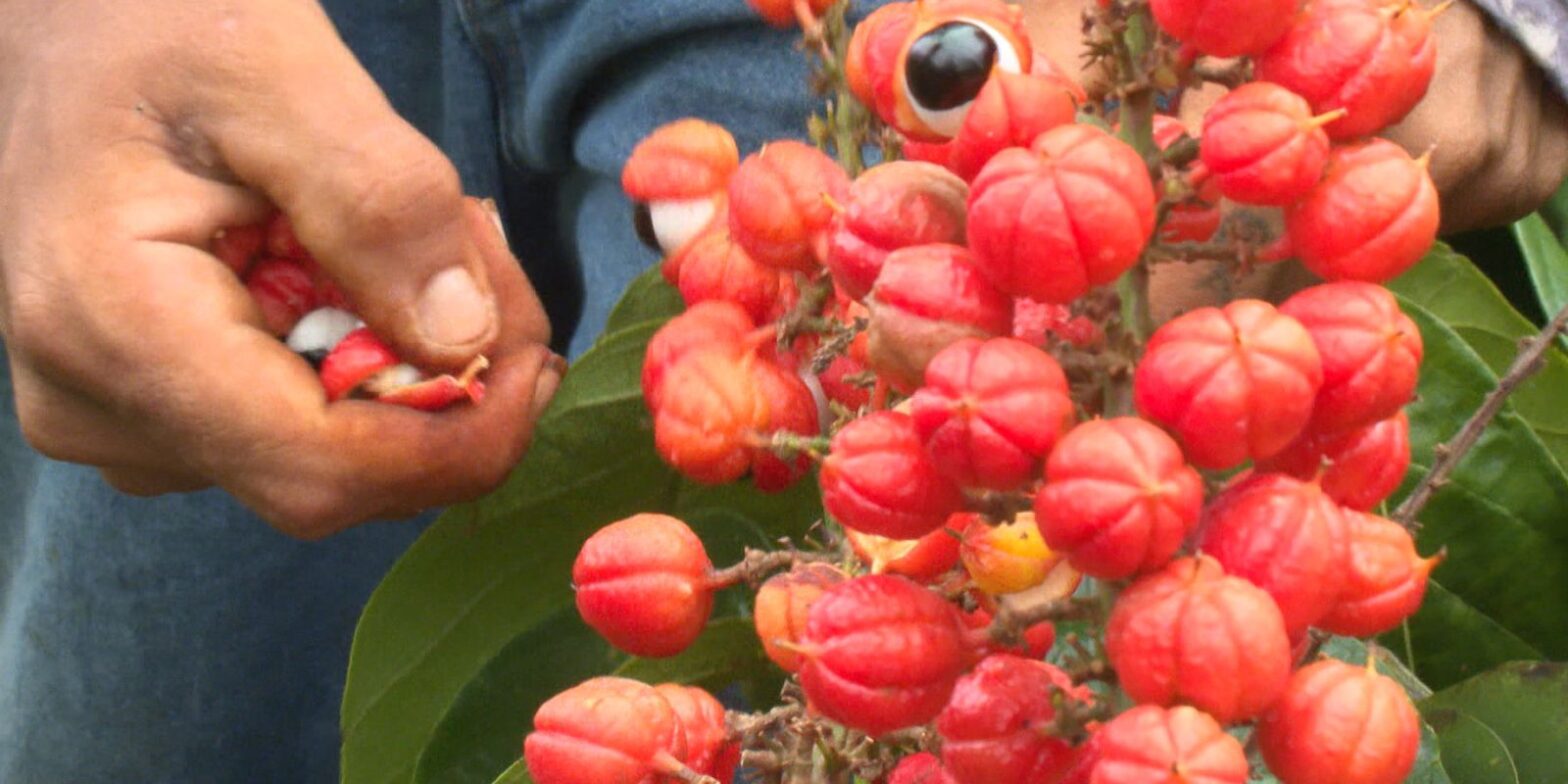 Guaraná: os Olhos da Floresta é tema do Caminhos da Reportagem de hoje
