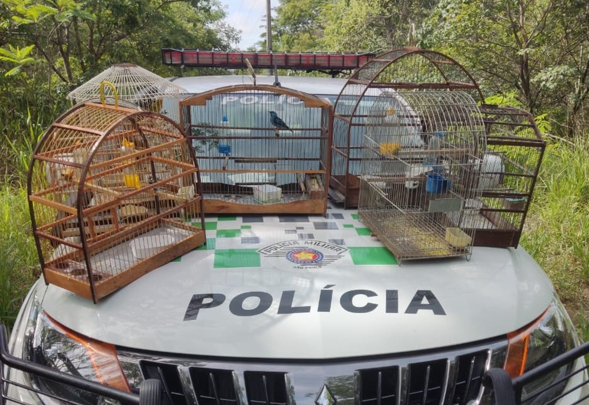 Idoso é autuado em R$ 3,5 mil por manter aves silvestres em cativeiro, em Presidente Prudente