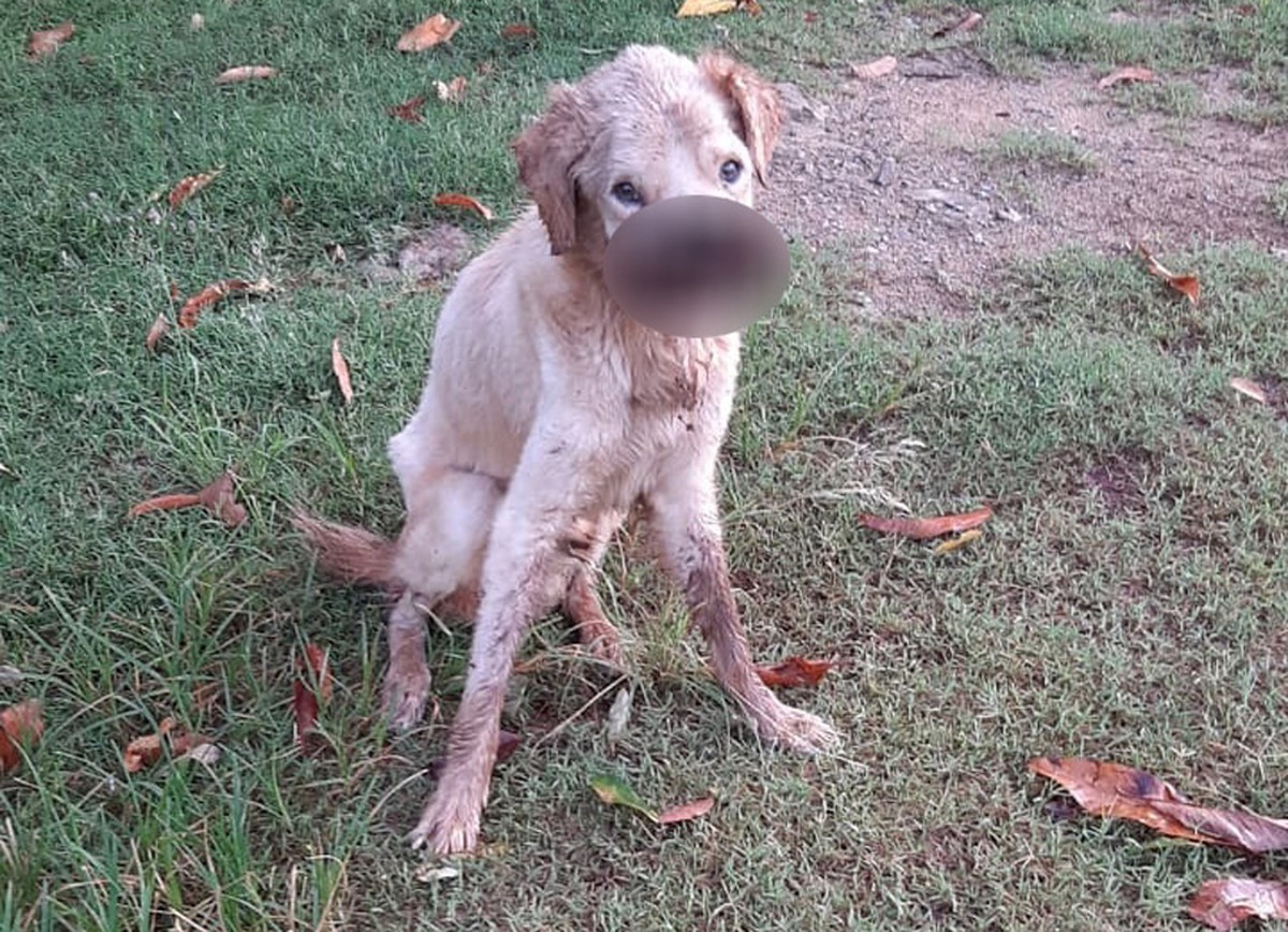 Ao se mudar de casa, homem abandona cachorro e acaba autuado por maus-tratos em Rosana