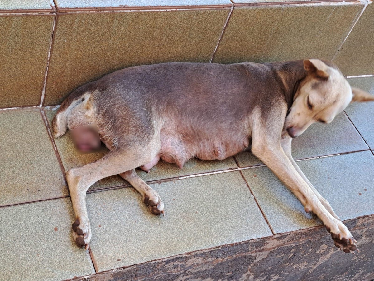 Após denúncia, Polícia Ambiental autua homem em R$ 3 mil por maus-tratos a cachorra em Iepê