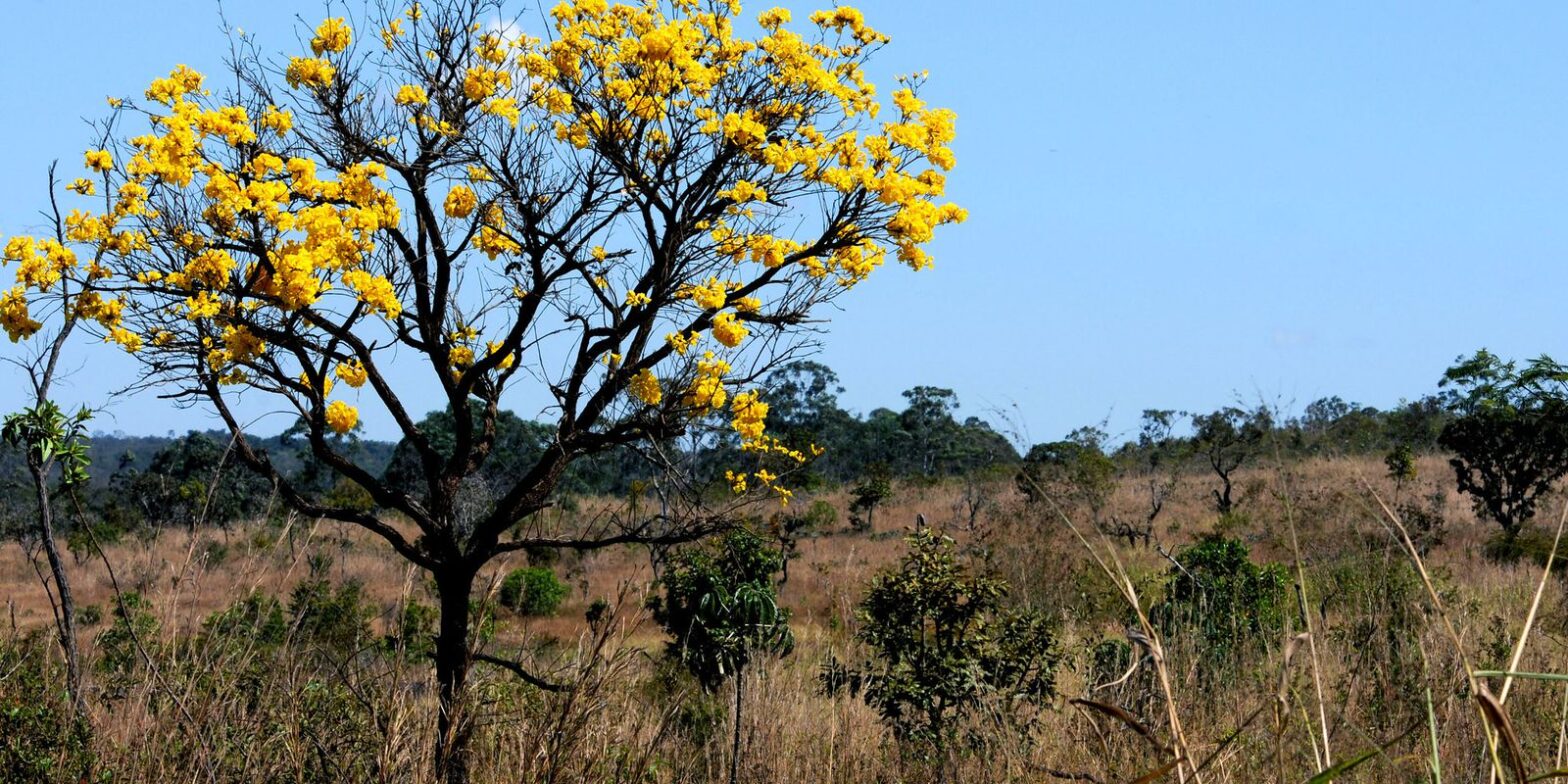 Cerca de 80% do desmatamento no Cerrado de MT foi feito ilegalmente