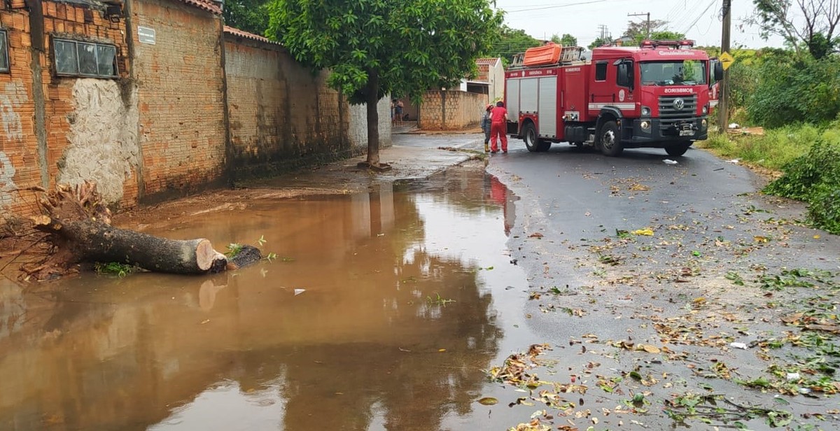 Chuva provoca queda de árvore e alagamentos em diversos pontos de Presidente Prudente neste domingo