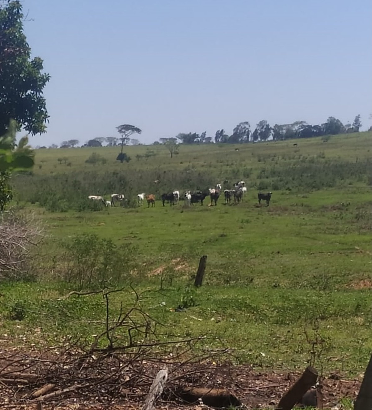 Idoso é multado em R$ 10 mil por descumprir auto de infração e permitir pastoreio em área de reserva legal, em Marabá Paulista