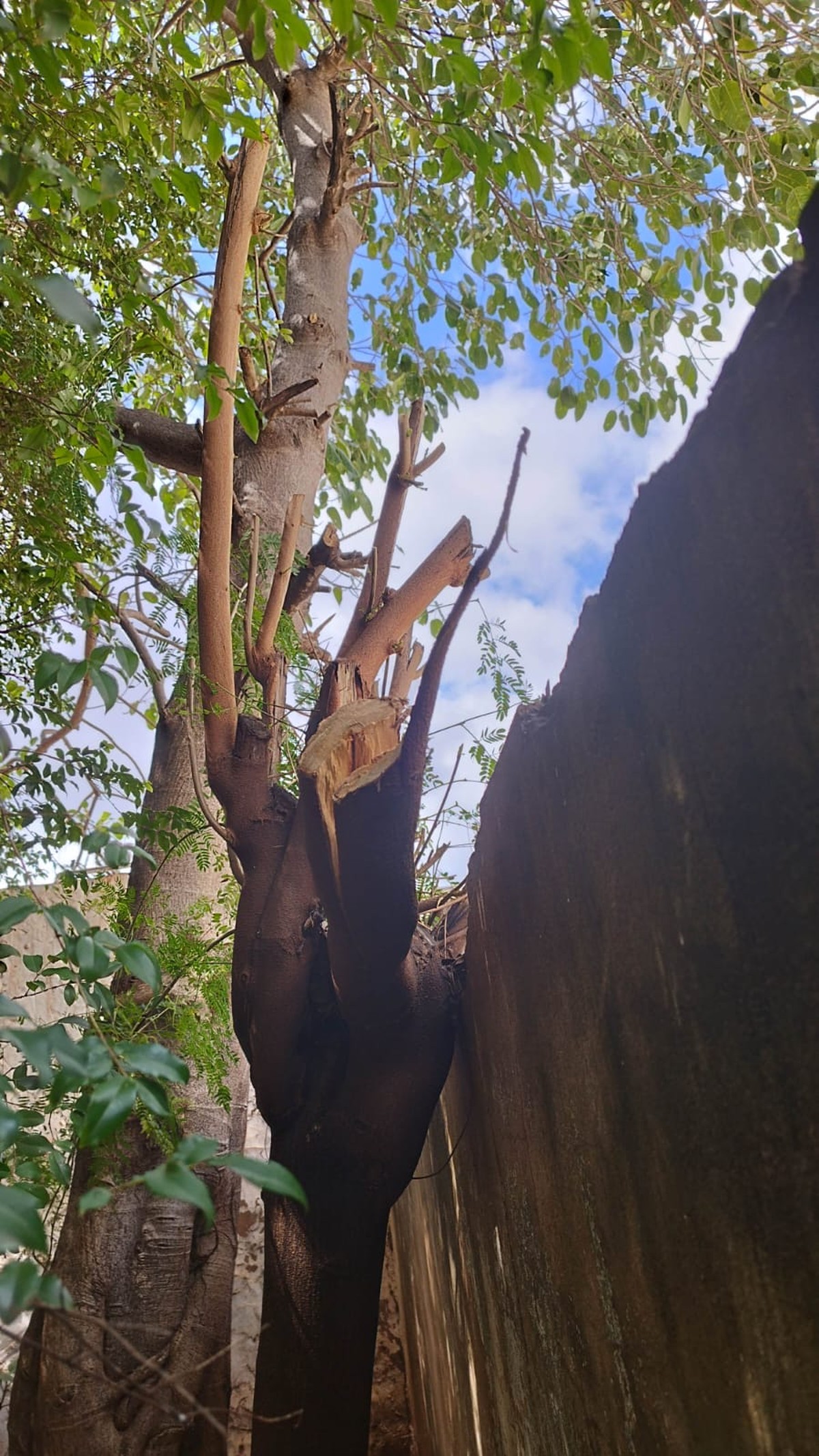 Igreja leva multa de R$ 1,5 mil por poda de árvores de residência vizinha em Presidente Prudente