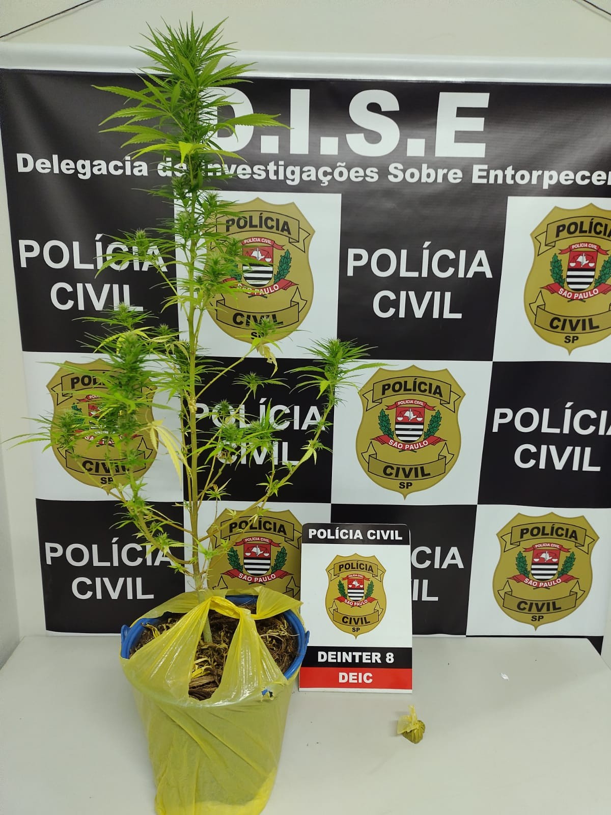Polícia Civil apreende pé de maconha no Jardim Morada do Sol, em Presidente Prudente