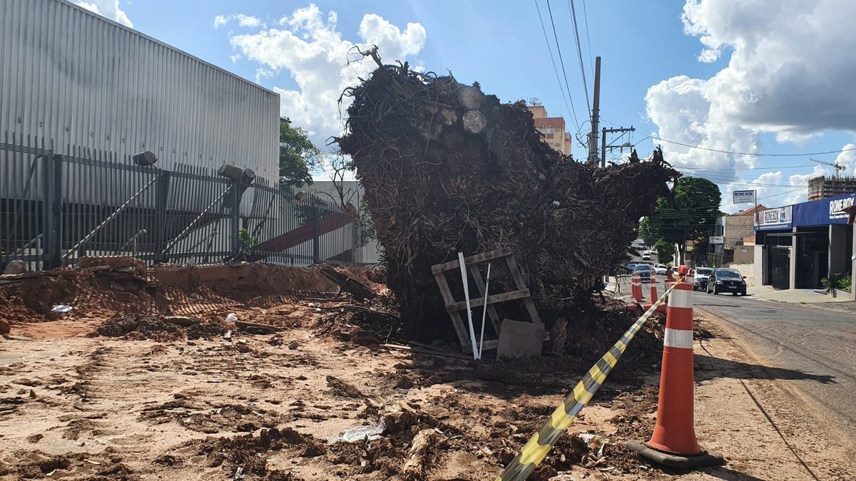 Secretaria de Meio Ambiente prevê para janeiro término de remoção de figueira do PUM e exposição de restos da árvore no Museu