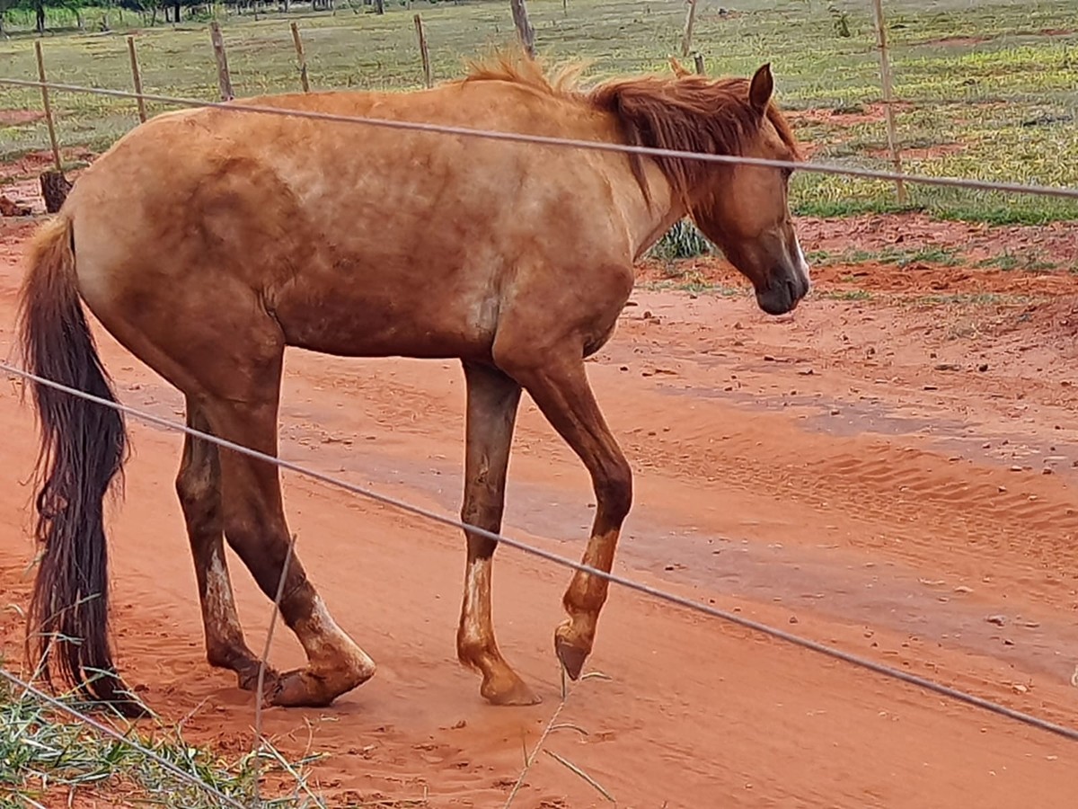 Sitiante de Rosana é multado em R$ 3 mil e responderá criminalmente por maus-tratos contra égua