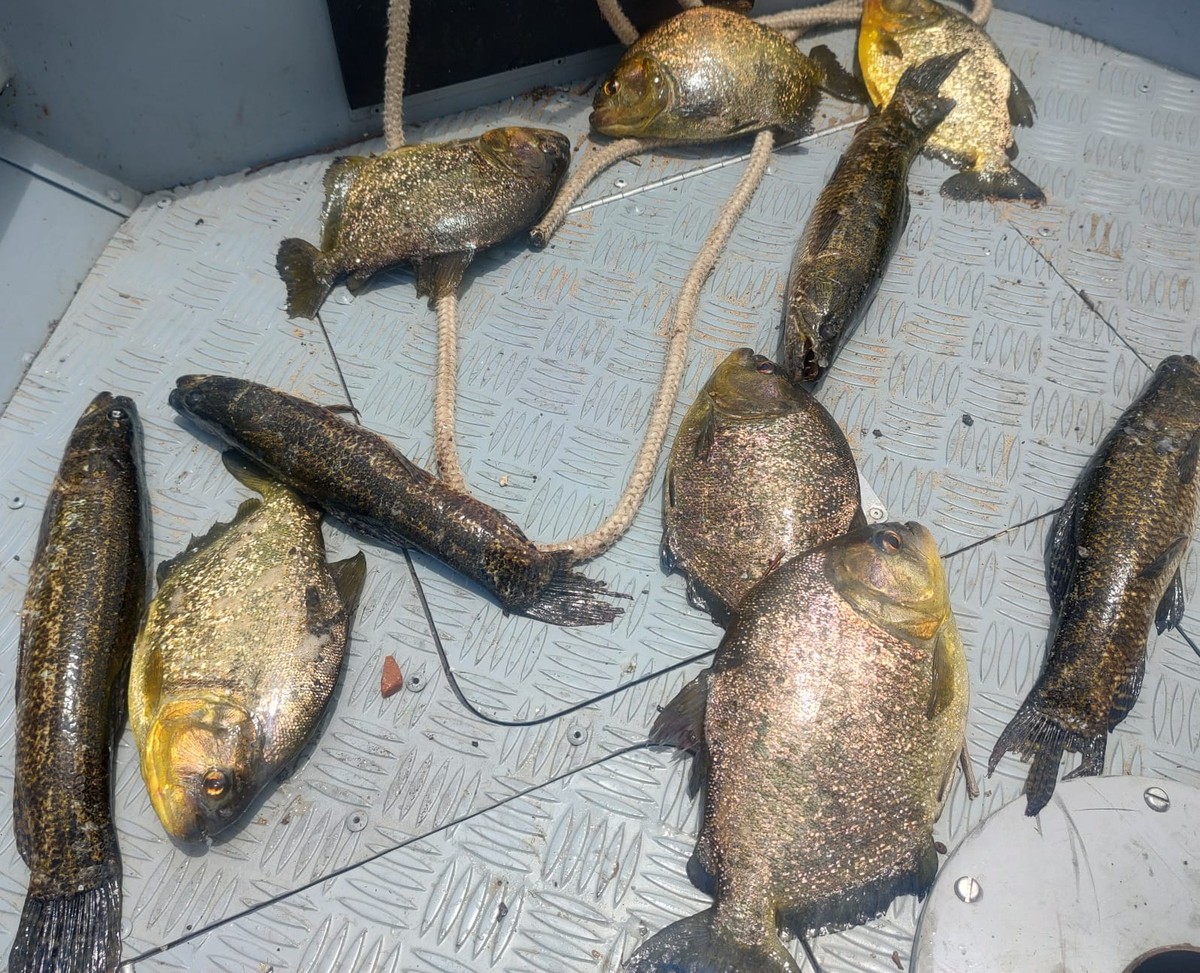 Dois homens são multados em R$ 1,1 mil cada por pesca predatória no Rio Paraná, em Panorama