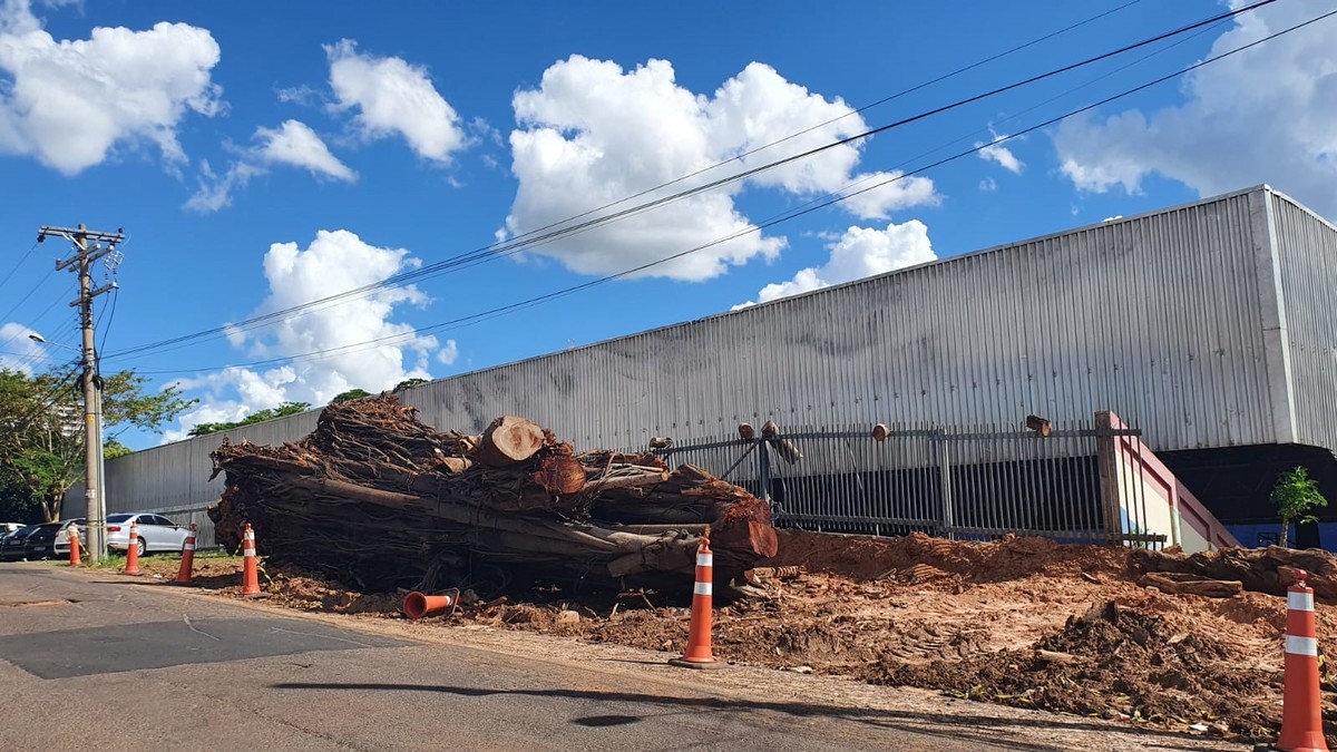 Maioria é contra exposição dos restos da figueira retirada do PUM no Museu de Presidente Prudente, diz enquete do g1