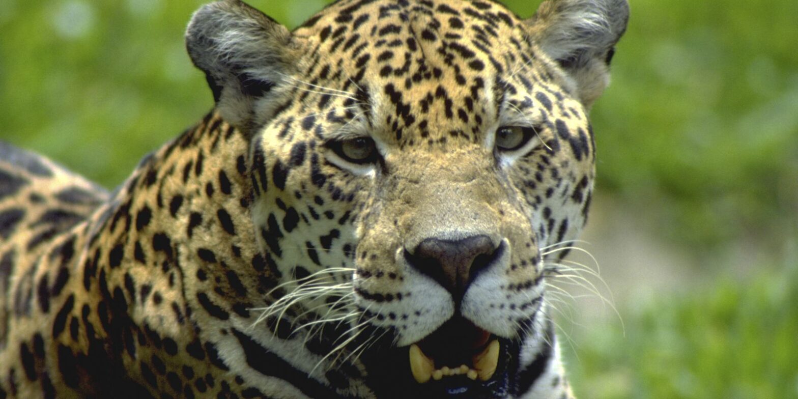 Reserva no Paraná tem 12 espécies de animais ameaçadas de extinção