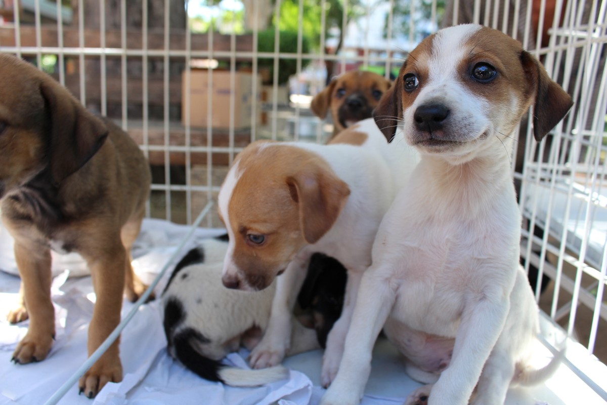 Praça Nove de Julho recebe feira de adoção de cachorros nesta sexta-feira, em Presidente Prudente