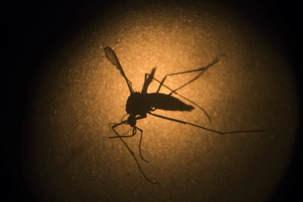 Presidente Prudente registra seis mortes provocadas pela dengue no ano de 2022