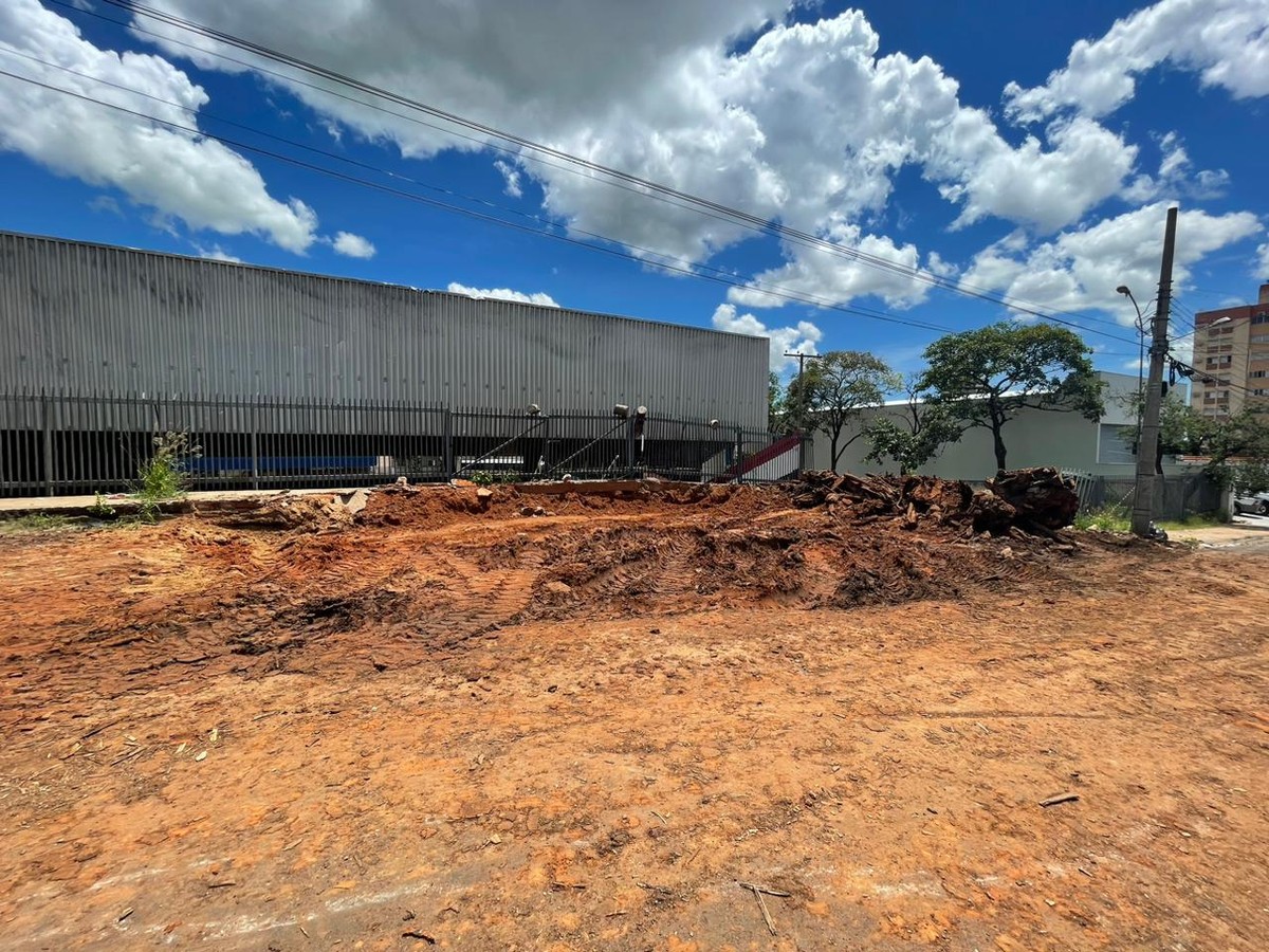 Após quatro meses, erradicação total da figueira centenária ao lado do PUM é concluída em Presidente Prudente