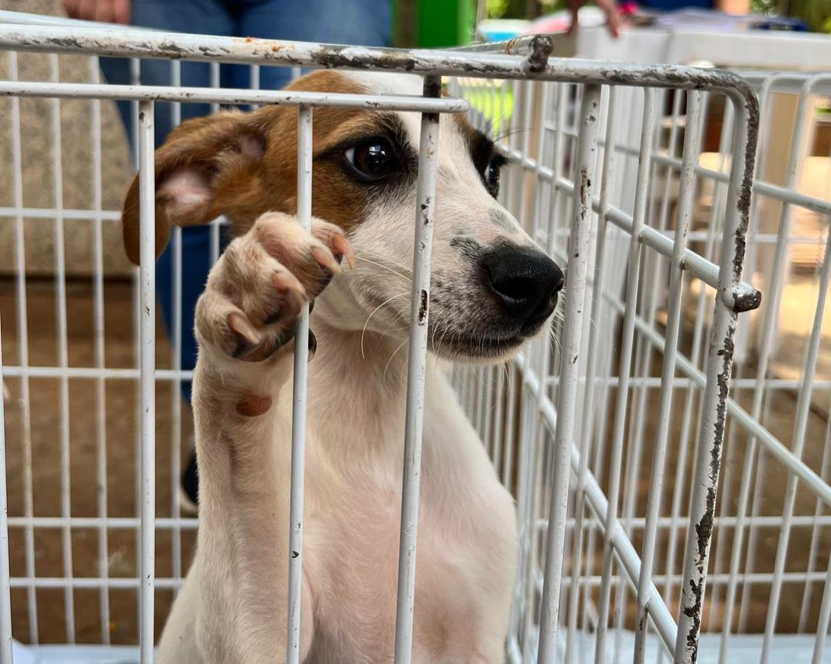 Cachorrinhos buscam novo lar em feira de adoção realizada pelo Abrigo de Animais nesta quinta-feira