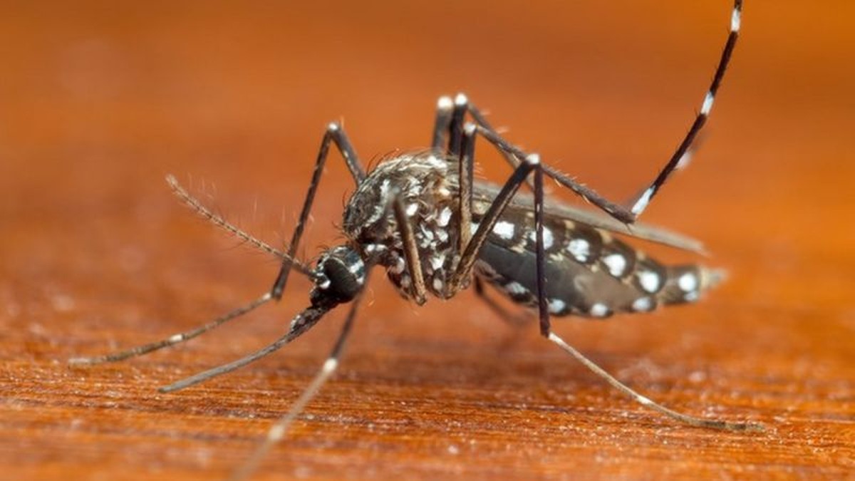 Vigilância Epidemiológica confirma caso positivo importado de febre chikungunya em Adamantina