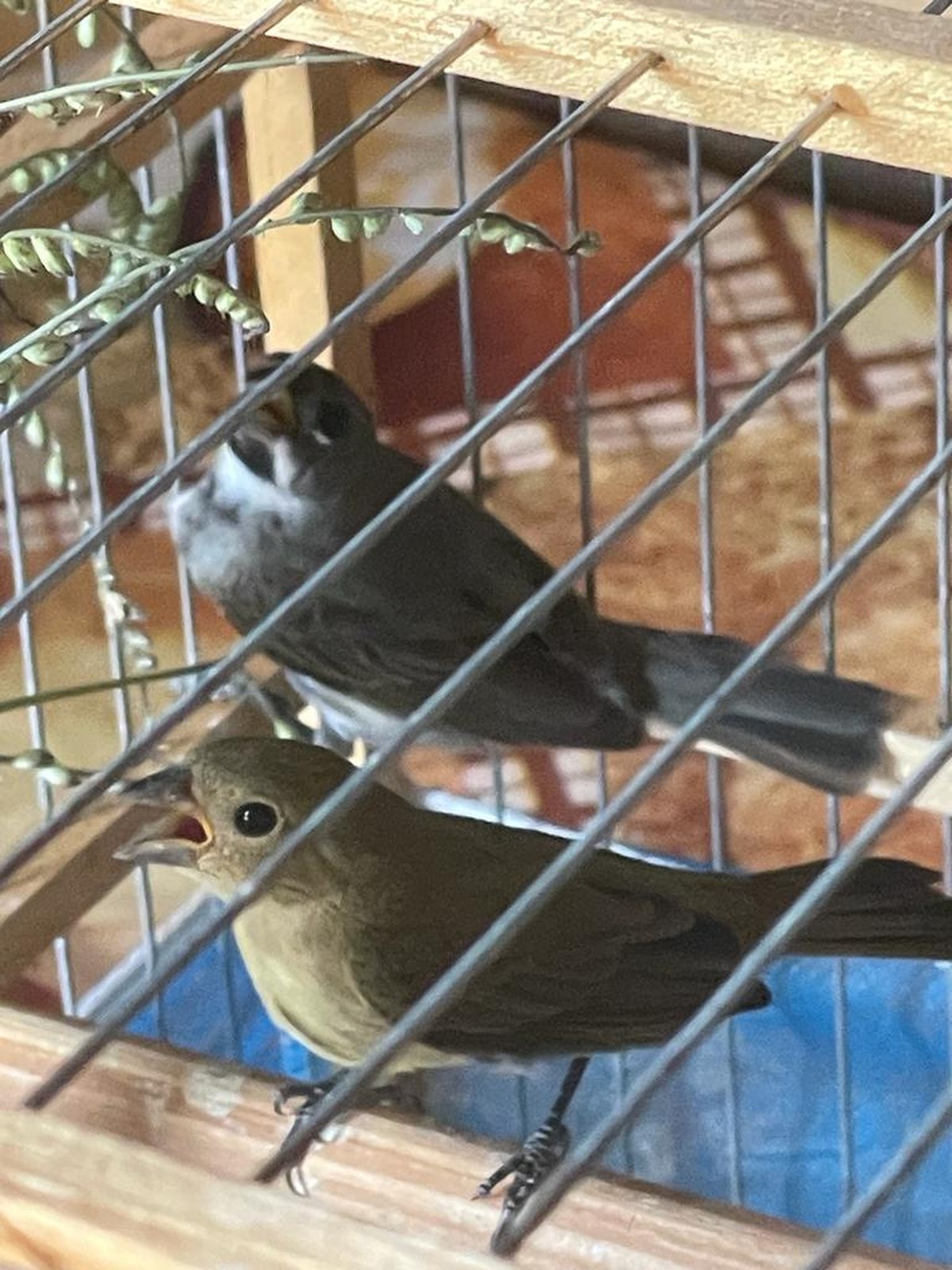 Patrulhamento ambiental avista gaiolas em área externa de residência e morador é multado em R$ 1 mil, em Emilianópolis
