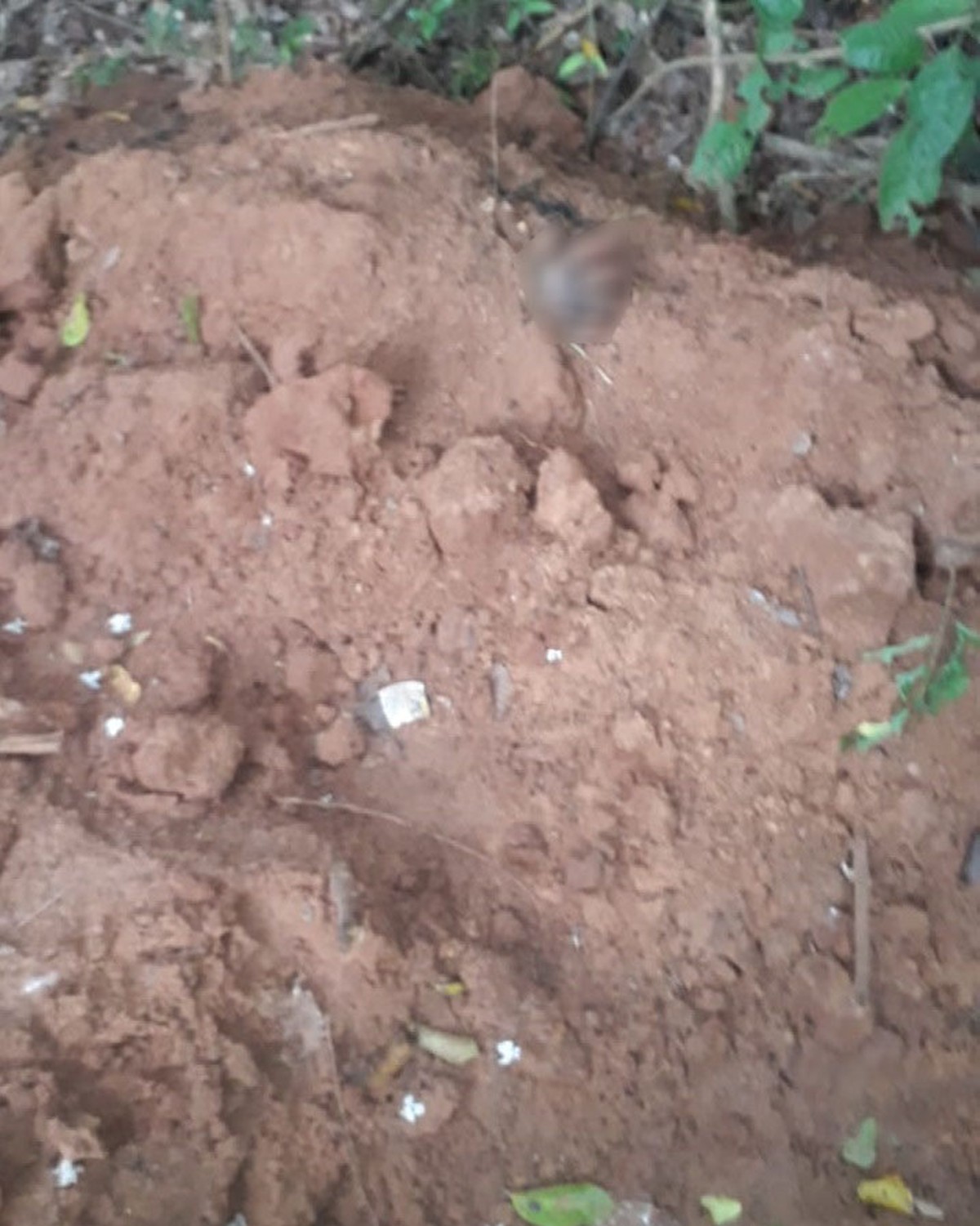 Corpo de homem desconhecido é encontrado em área rural do Assentamento Bom Pastor, em Sandovalina