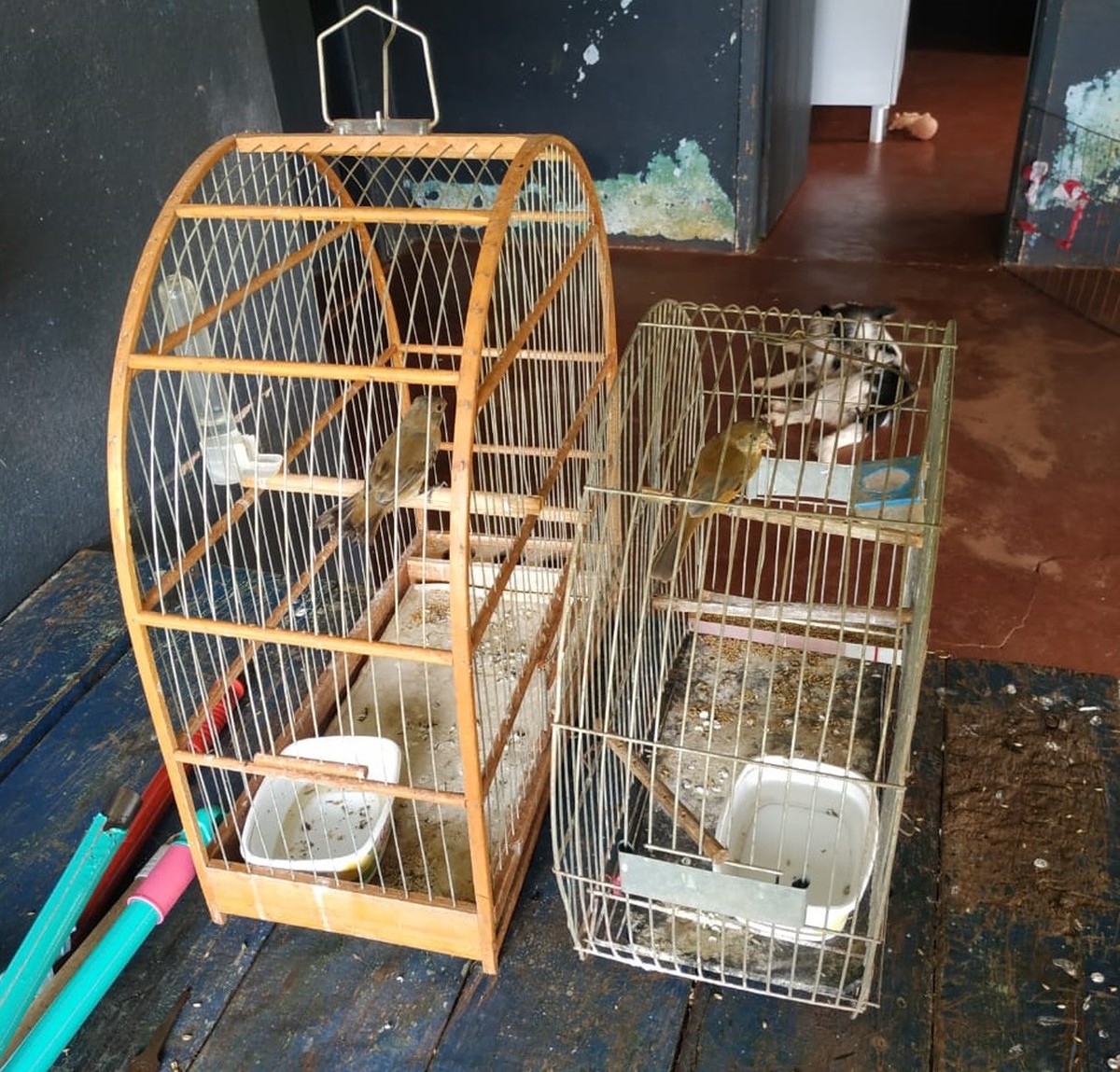 Homem é autuado em R$ 1 mil por manter aves silvestres em cativeiro, em Tupi Paulista