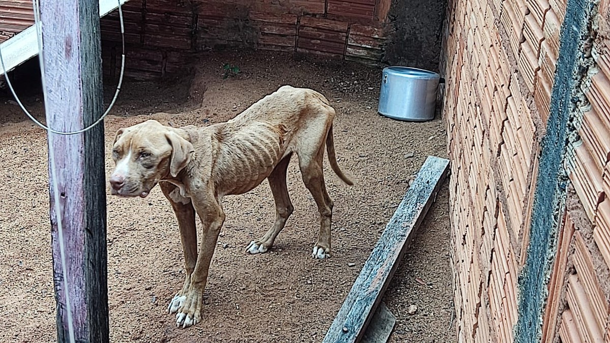 Homem é autuado em R$ 3 mil por maus-tratos a cachorro, em Martinópolis