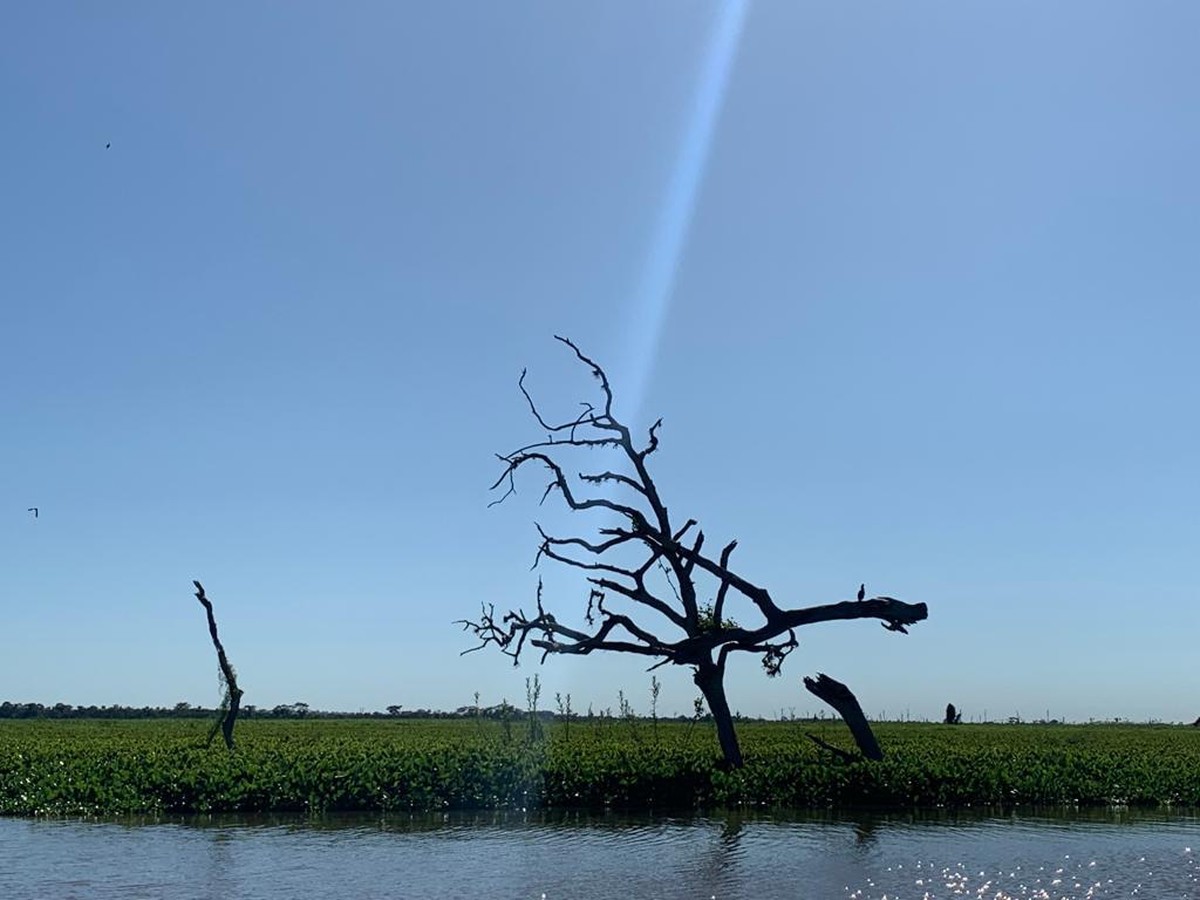 ‘Pantaninho Paulista’: onde a natureza gera e ganha vida