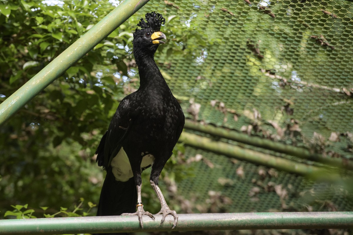 Projeto conclui soltura de aves ameaçadas de extinção resgatadas há duas décadas na instalação da Usina Hidrelétrica de Porto Primavera