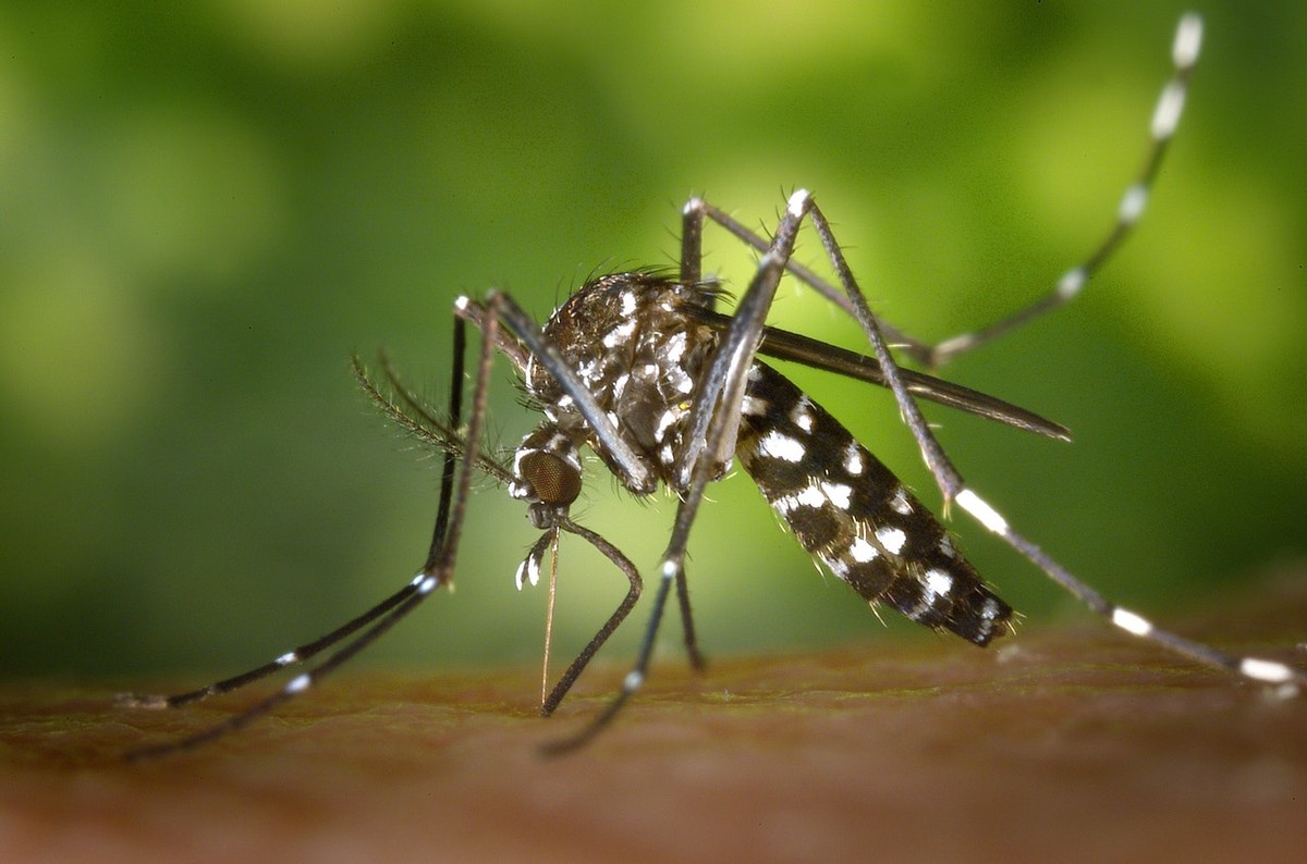Presidente Bernardes confirma morte de idosa vítima de dengue